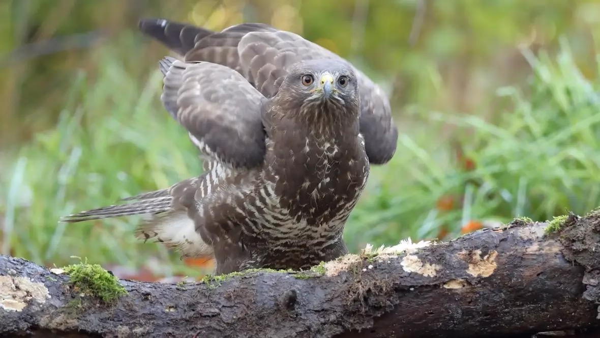 Aankijkende buizerd