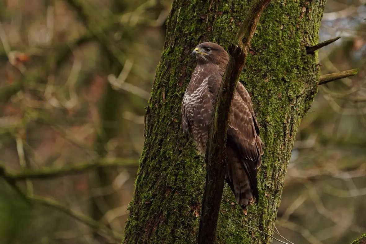 Buizerd in boom