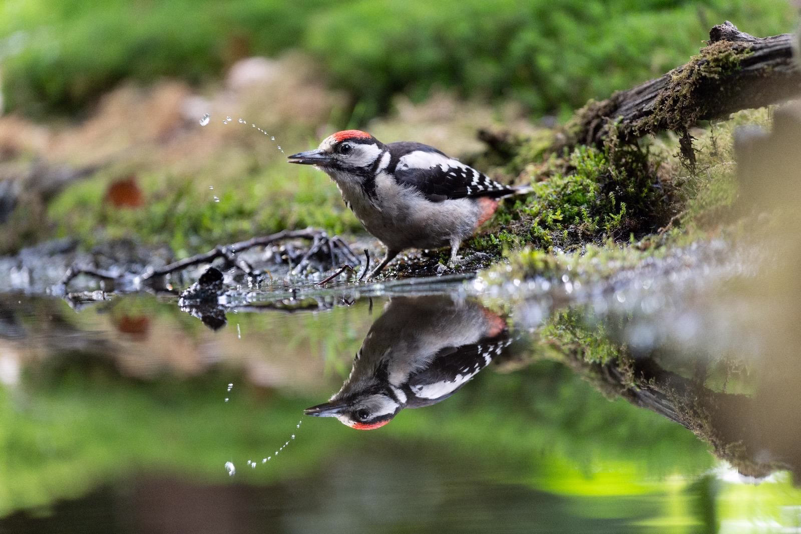 Drinkende grote bonte specht