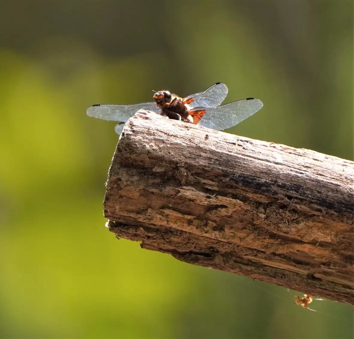 Libelle
