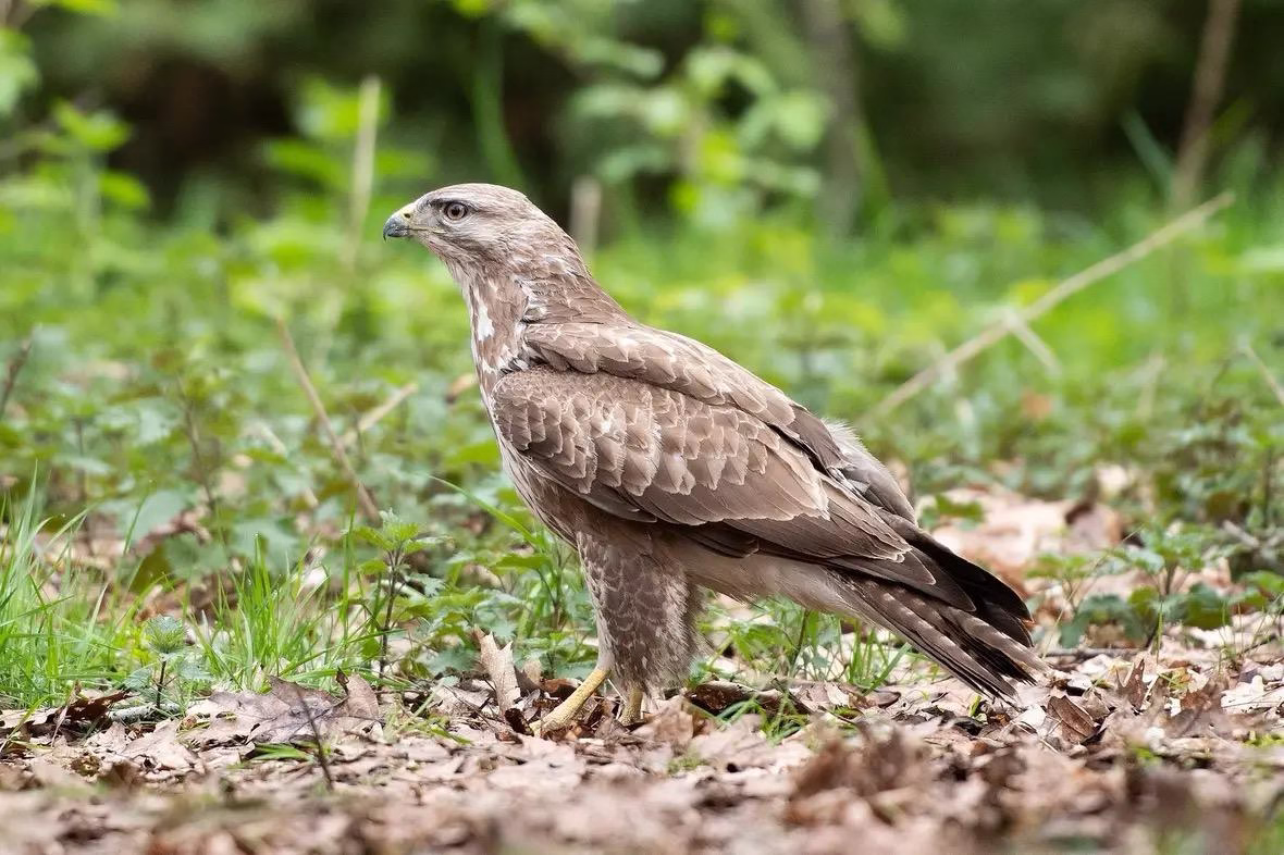 Prachtige buizerd