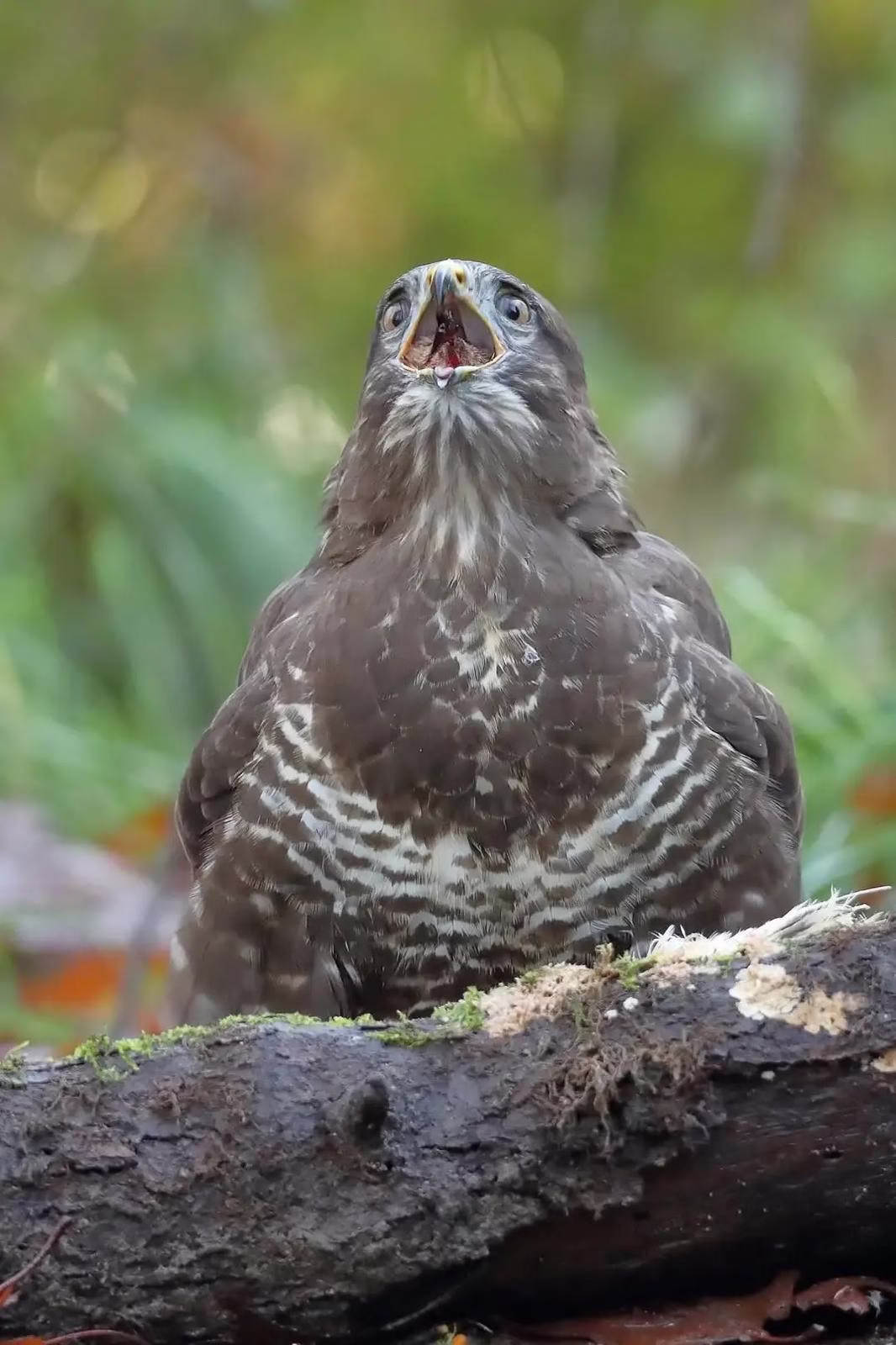 Roepende buizerd
