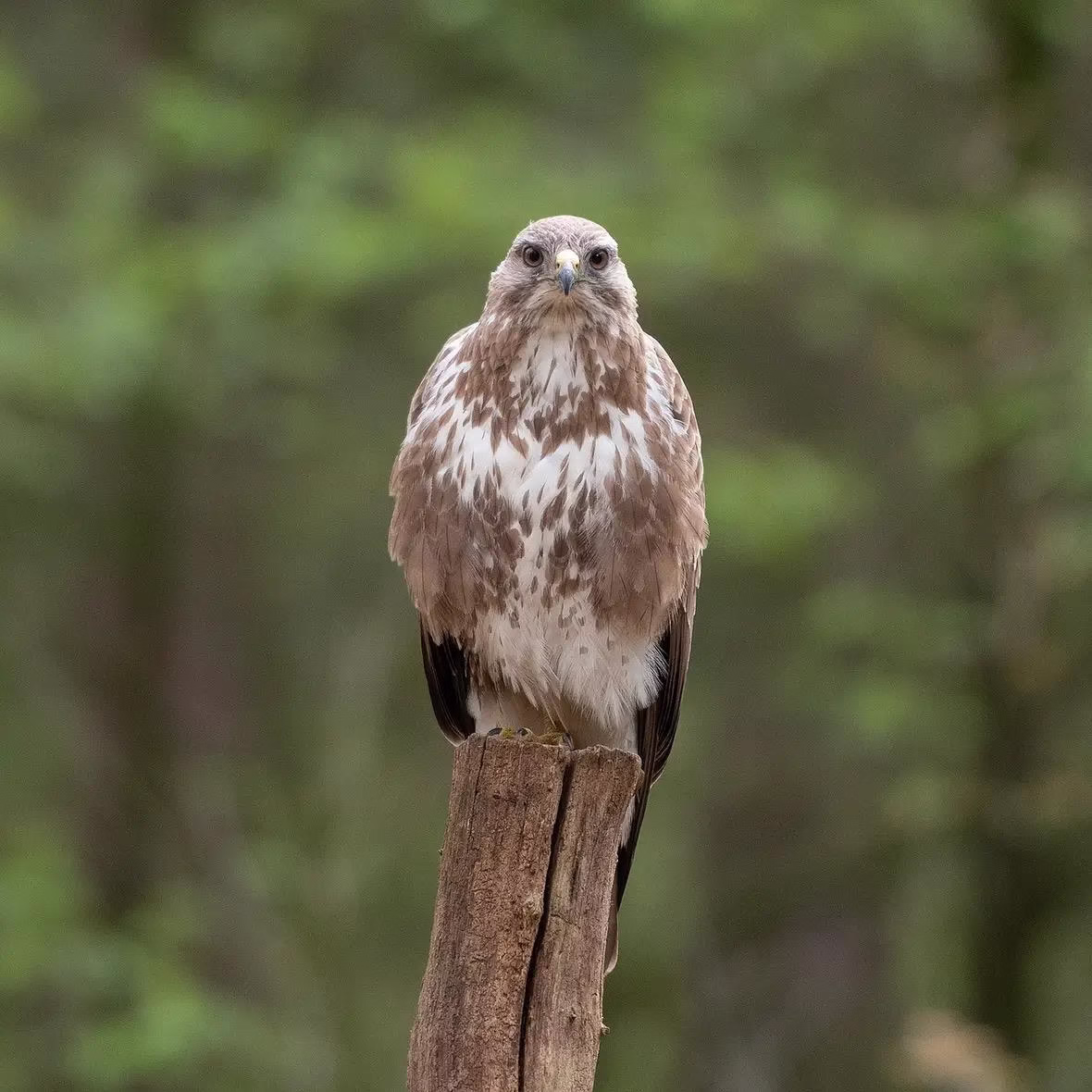 Buizerd