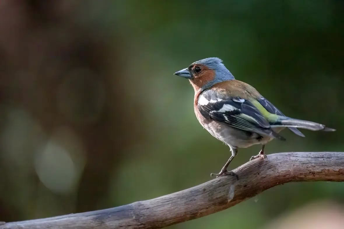 Vink