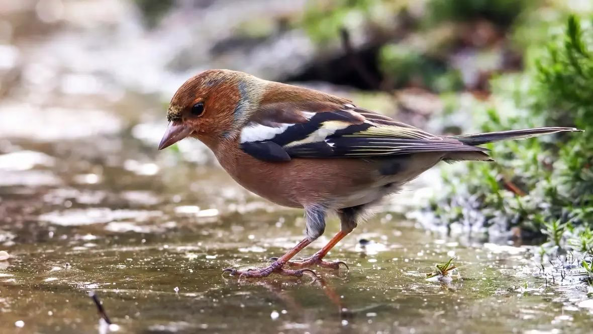 Vink op ijs