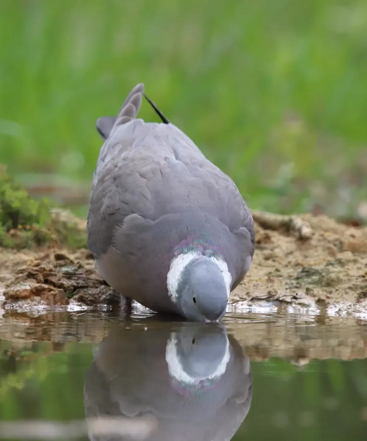 Drinkende houtduif