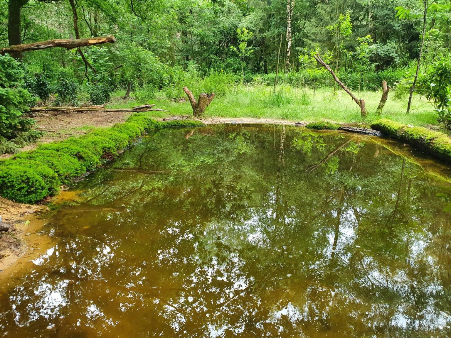 De eigen drinkplaats en vijver bij De Loonse Lens, natuurlijke setting voor vogels en wildlife